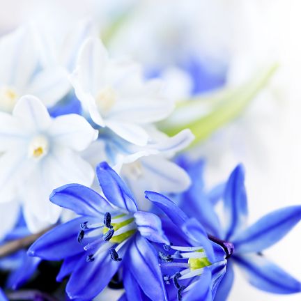 Congratulations from Ihor Surkis on the 8th of March